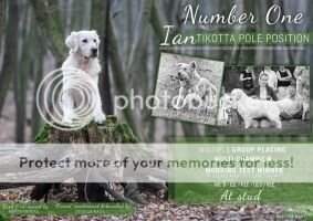 Tikotta Pole Position Working Test Winner