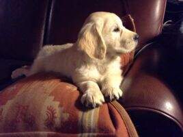 UKC CH Int'l CH Flaxen Fields Midwinter Moonlight CCA