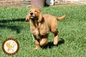 GOLDEN CAYMAN AT ROMVIL SWEET HOME ALANA