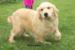 Ryan's Lovable Lexi