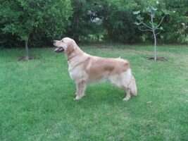 IL.CH IL.GCH Bluetooth Baramotz Qualified for Crufts 2014 IL.CH IL.GCH Bluetooth Baramotz Qualified for Crufts 2014