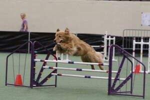 PACH2 Windjammer Goldens Star of Wonder MXP5 MXPS MJP5 MJPS PAX2 XFP T2BP2 TKN PADHF
