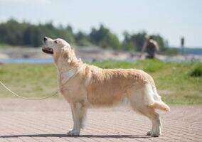 JChRUs JCW Fin Lit. Est. Grand. 4хCW FT DUCK Choicegold Uma Sandstorm Angel