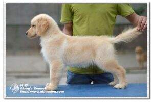 Sator of Alang Kennel