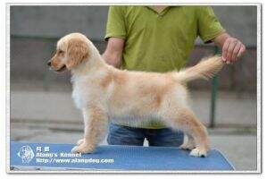Semie of Alang Kennel
