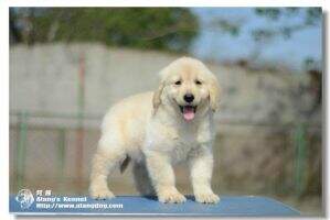 XIAT of Alang Kennel