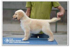 Tessy of Alang Kennel