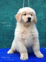 Boby of Hong Ling Jin Kennel