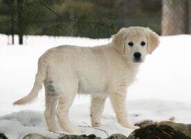 One Ash Camrose Girl For Regalgoldens