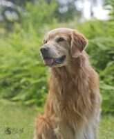 Foxrun's Remington Steals Your Heart