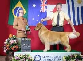 Puppy Ch Walgod Benntos Billionaire Puppy Ch Walgod Benntos Billionaire