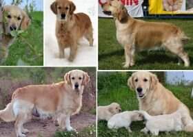Tramin True Orange Sicret