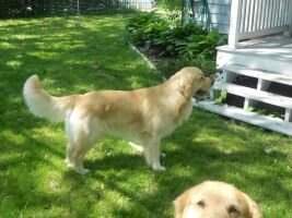 Goldenrulesbutterscotchsundaeperry Goldenrulesbutterscotchsundaeperry