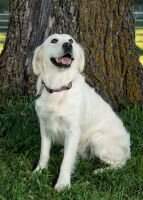 HnrCH Sky Is The Limit For Lindy Zuligoldens