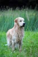 Lakesyde's Rain Rain Go Away At Rustic BN MXP2 MJP3 PADHF RA RAX