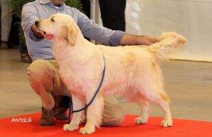 Ginger de Moinho do Ceu Ginger de Moinho do Ceu