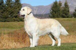 Swiss Junior Champion, Swiss Champion, German Champion Ashbury It's Now or Never