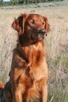 Klamath's Heartbreak Kid Klamath's Heartbreak Kid