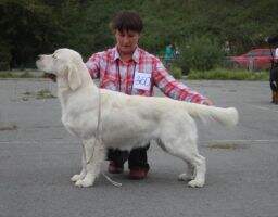 Jun.Ch.Rus,Ch.Rus,RKF Tango Iz Sokolinogo Gnezda Jun.Ch.Rus,Ch.Rus,RKF Tango Iz Sokolinogo Gnezda