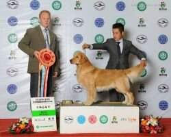 CH.CN Dejin's Sniper of Golden Brothers Kennel