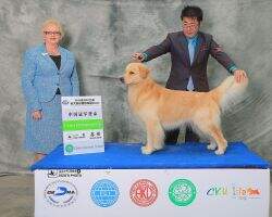 CN.CH Starmvp's Falc Encosta De Lago (FCI)
