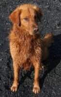 Tuckers Sierra Blizzard