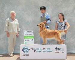 CN CH. Arlene Of Huang Jin Xiao Lian Kennel CN CH. Arlene Of Huang Jin Xiao Lian Kennel