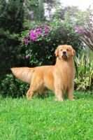 Ina CH/Th Ch. FOURTY ONE GALVINIO BPIS Ina CH/Th Ch. FOURTY ONE GALVINIO BPIS