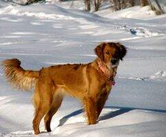 Queen Charlotte's Arctic Buzz OF
