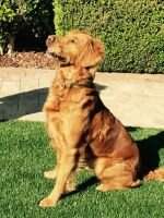 Ramsey Red Hunter