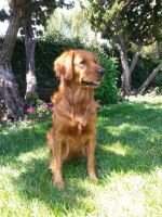 Cinnamon Monster of Upland