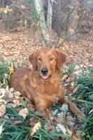 Will's Hillcrest Tess