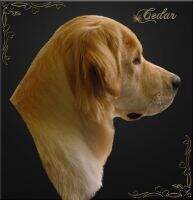Cedar's Ready To Go Cedar's Ready To Go