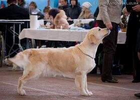 BLR RUS UKR CH BLR CH RUS CH BREED Kanrit Daly Delight Deserving