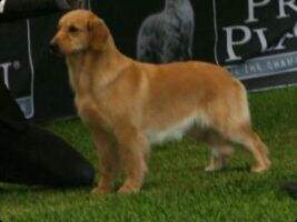 Ina. Ch Royal Gold's Devon Ina. Ch Royal Gold's Devon