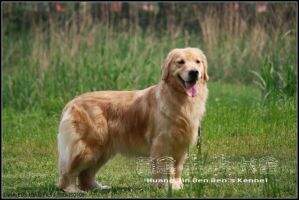 Mia Christina of Huang Jin Ben Ben Kennel