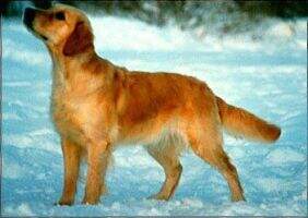 SE FI Solstrimmans Blondie