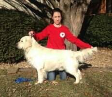 UKC CH Nat'l/Int'l CH Dumbledore II (SR77179901) UKC CH Nat'l/Int'l CH Dumbledore II (SR77179901)