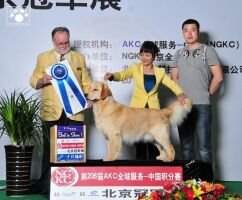 PBIS Aaron of Jin Se Dan Ni Kennel