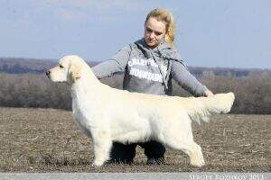 JChRus JChNKP UA BIR LIT NKP Ch Zhemchuzhnaya Rossyp' Iz Stolitsy Urala Latvian Winner 2013 JChRus JChNKP UA BIR LIT NKP Ch Zhemchuzhnaya Rossyp' Iz Stolitsy Urala Latvian Winner 2013