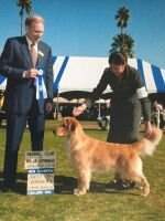 Masters Wag-Time Band