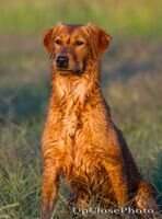 GRHRCH Runs Creek Lexi Will Bee Ready GRHRCH Runs Creek Lexi Will Bee Ready