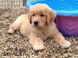 Golden-B-Bear Just Rock N Along