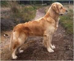 Be My Bubbles v d Suestra Goldens