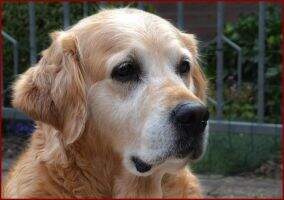 Glady's van Kempendal