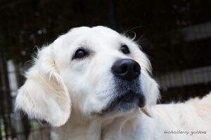 Int.Ch.Ser.Ch. Bg.Ch.Mne.Ch. Cinderella Of The Hellacious Acres Ser.JCh. Gr.JCh. Bg.JCh. Mol.JCh.