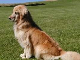 Shilo's Magnificent Cha rmer