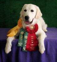 Starr's Grace Of The Morning Valley BN RN DN CGCA CGCU CA CCA RL1 TKA