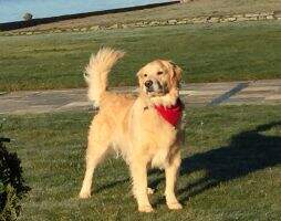 Chuckanut's Beach Party Girl