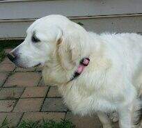 Mandy Of Whitegold